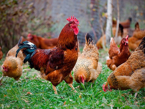 Породы куриц | ЗооТом - продажа, вязка и услуги для животных в Вичуге