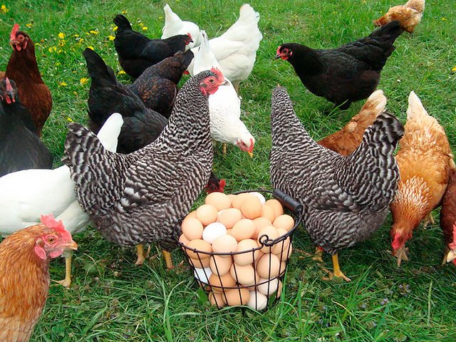 Содержание кур и уход за ними | ЗооТом - продажа, вязка и услуги для животных в Вичуге