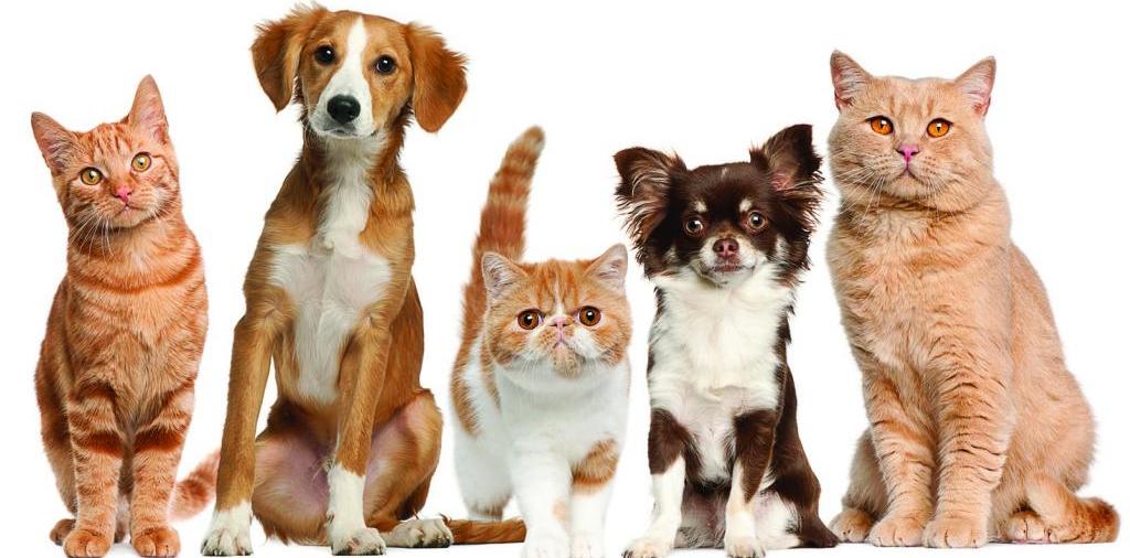 Доска объявлений о животных | ЗооТом - продажа, вязка и услуги для животных в Вичуге