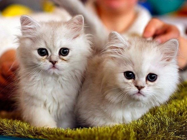 Породы кошек в Вичуге | ЗооТом портал о животных