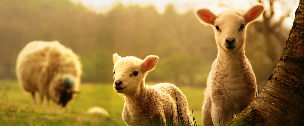 Объявления о сельскохозяйственных животных | ЗооТом - продажа, вязка и услуги для животных в Вичуге