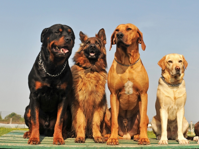 Крупные породы собак в Вичуге | ЗооТом портал о животных
