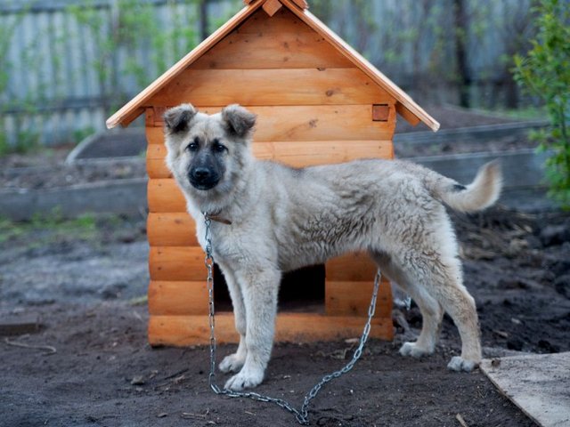 Все о собаках в Вичуге